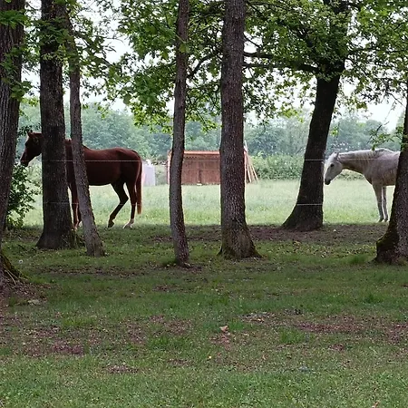 Apartament L'oree Du Bois Aux Portes De Montauban