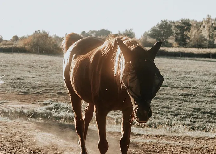 Lägenhet L'oree Du Bois Aux Portes De Montauban Albias